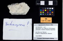 Foto (Objekt + Etikett) von Bachmayerus ? sp. (Fraaije et al., 2019)  (NHMW-GEO-2017-0093-0016)